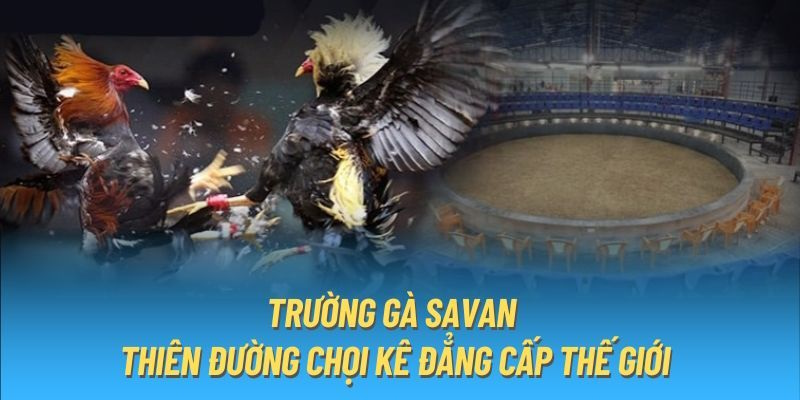 trường gà savan trực tiếp