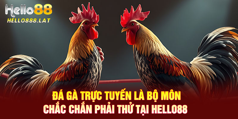 Đá gà trực tuyến là bộ môn chắc chắn phải thử tại Hello88